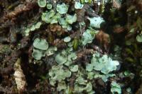 Normandina pulchella