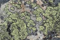 Rhizocarpon geographicum