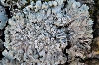 Physconia distorta var. distorta