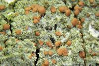 Bacidia rubella