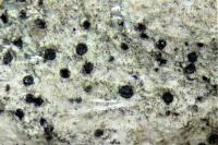 Amandinea punctata
