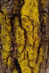 Chrysothrix candelaris