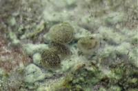 Lecania naegelii