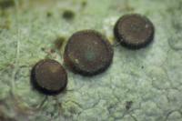 Bacidia laurocerasi