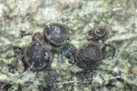 Orcularia insperata
