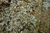 Parmelina carporrhizans