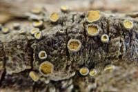Caloplaca cerina