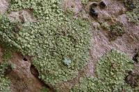 Hyperphyscia adglutinata