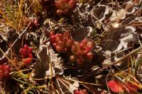 Peltigera canina