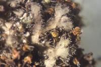 Phaeophyscia hirsuta