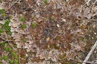 Peltigera rufescens