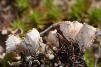 Peltigera rufescens