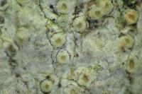 Gyalecta liguriensis