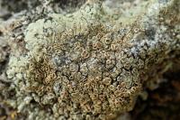 Protoparmeliopsis muralis