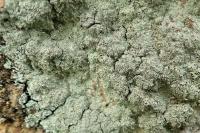 Lepraria incana