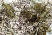 Lecanora campestris subsp. campestris