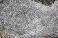 Diploschistes actinostomus
