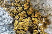Candelariella vitellina