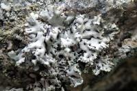 Hypogymnia physodes