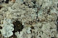 Flavoparmelia caperata
