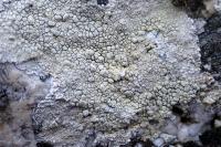 Glaucomaria rupicola