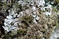 Physconia grisea subsp. grisea