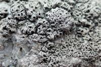 Diploschistes scruposus