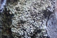 Hypocenomyce scalaris