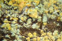 Chaenotheca ferruginea