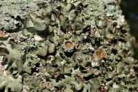 Pleurosticta acetabulum