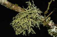 Ramalina farinacea