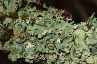 Hypogymnia physodes