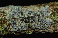 Physcia aipolia
