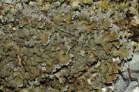 Physconia grisea