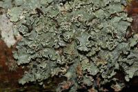Punctelia jeckeri
