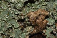 Punctelia jeckeri