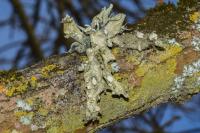 Ramalina fraxinea