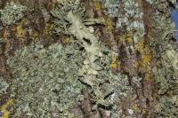 Ramalina fraxinea