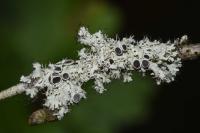 Physcia leptalea