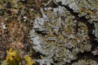 Physconia perisidiosa