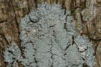 Physcia clementei