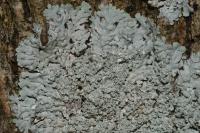 Physcia clementei