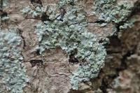 Hyperphyscia adglutinata