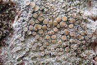 Lecanora chlarotera subsp. chlarotera