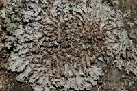 Physconia grisea subsp. grisea