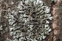 Phaeophyscia orbicularis