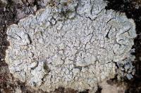 Lepra albescens