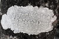 Lepra amara