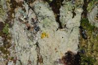 Phlyctis argena