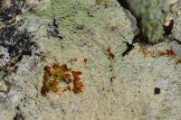 Phlyctis argena